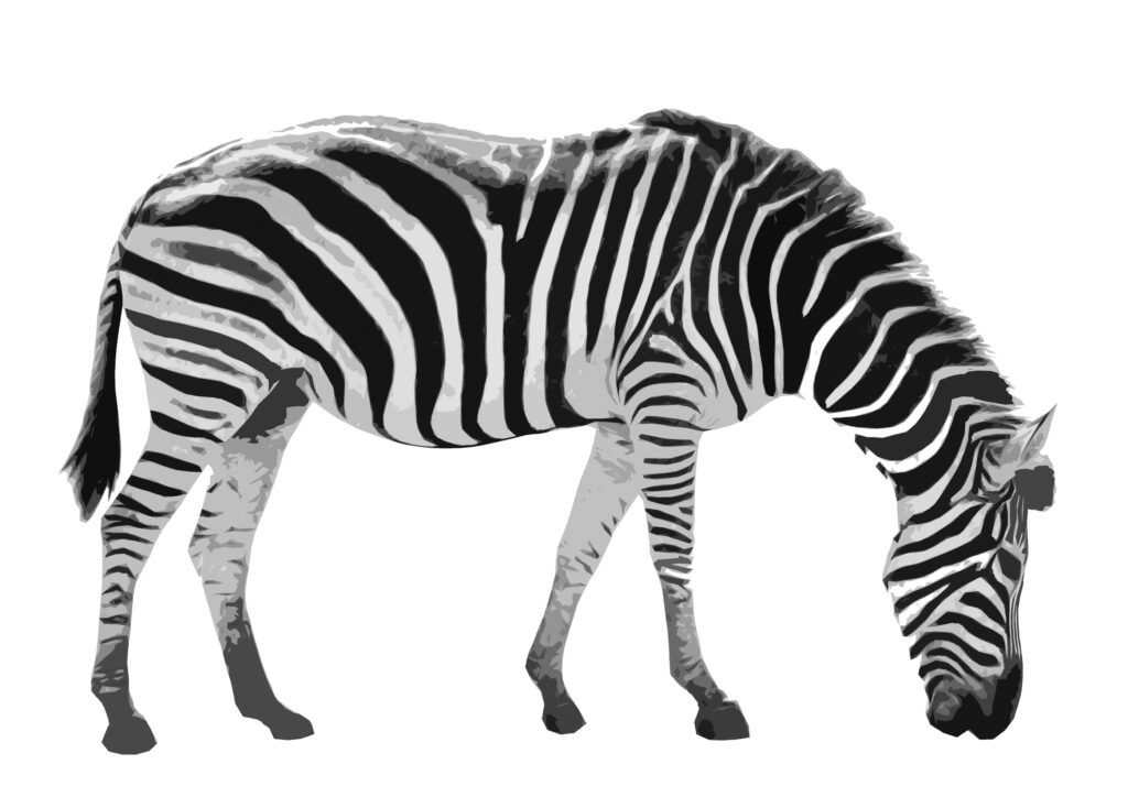 Black and white zebra animal print – Prints With Personality